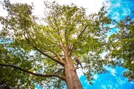 Best Fruit Tree Pruning  in Grant, NE