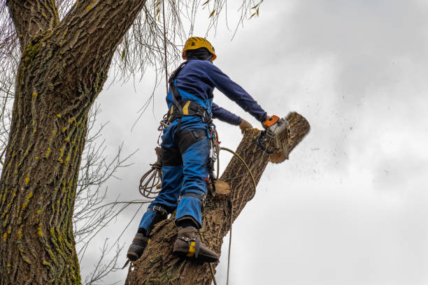 Trusted Grant, NE Tree Services Experts