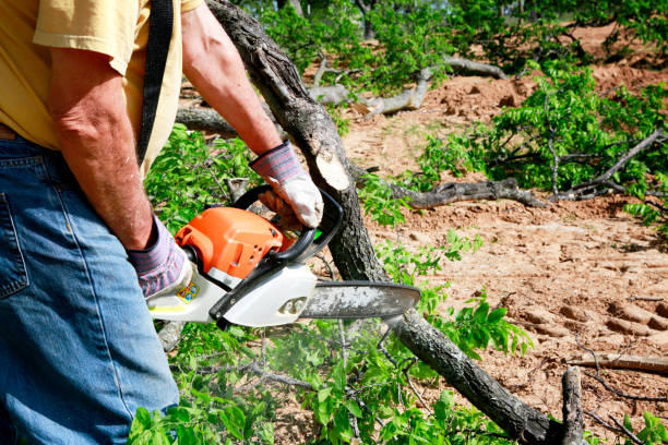 Why Choose Our Tree Removal Services in Grant, NE?